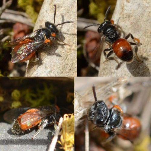 Sphecodes sp.